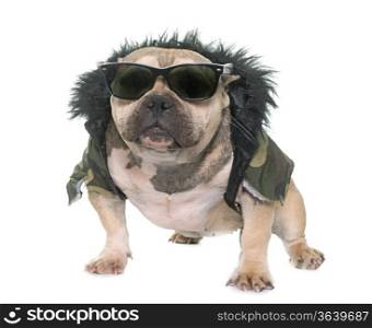dressed puppy american bully in front of white background