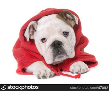 dressed puppy english bulldog in front of white background