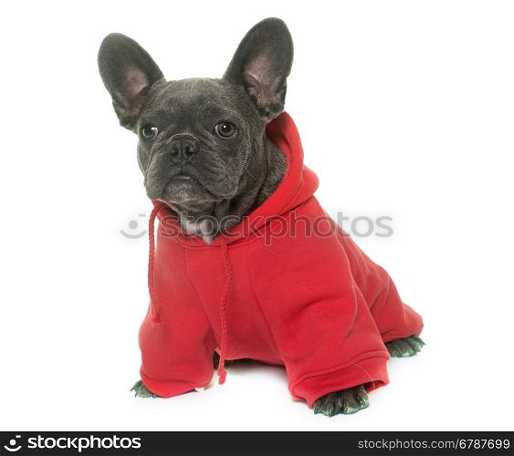 dressed puppy french bulldog in front of white background