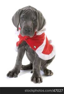 dressed puppy great dane in front of white background