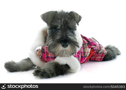 dressed puppy Miniature Schnauzer in front of white background