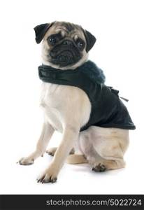 dressed puppy pug in front of white background