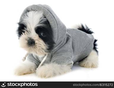 dressed puppy shitzu in front of white background