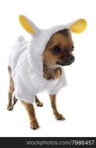 dressed purebred chihuahua in front of white background