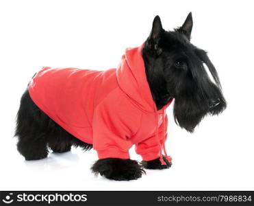 dressed scotish terrier in front of white background