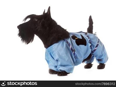 dressed scottish terrier in front of white background