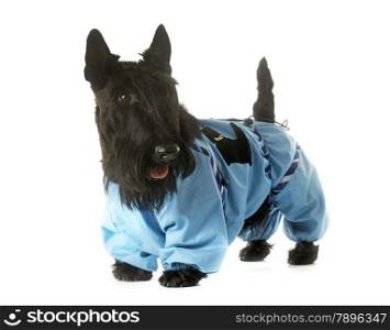 dressed scottish terrier in front of white background