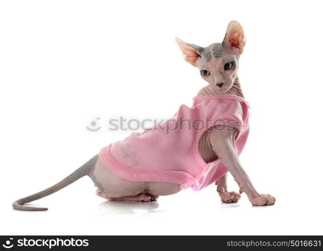 dressed Sphynx Hairless Cat in front of white background