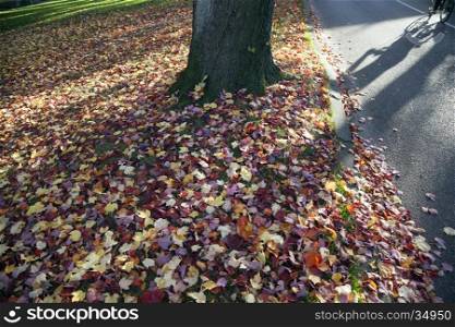 driebergen park in the netherlands park and shadow of bike with colorfull maple leaves in the fall