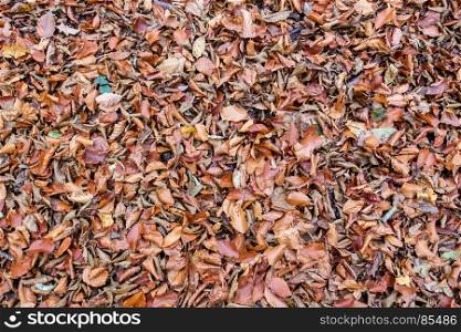 Dried autumn leaves scattered in the forest or park