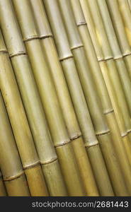 Dried bamboo