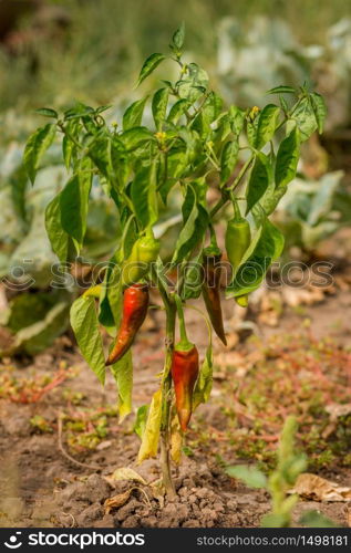 Dried Bell pepper. Bad harvest. Unsatisfactory results of growing organic vegetables. Losses of farmers.. Dried Bell pepper. Bad harvest. Unsatisfactory results of growing organic vegetables