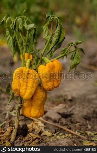 Dried Bell pepper. Bad harvest. Unsatisfactory results of growing organic vegetables. Losses of farmers.. Dried Bell pepper. Bad harvest. Unsatisfactory results of growing organic vegetables