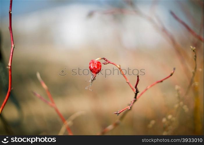 dried berry of wild rose on branch. close-up shot