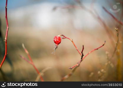 dried berry of wild rose on branch. close-up shot