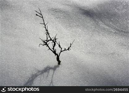 dried branch like lonely tree metaphor snow winter desert