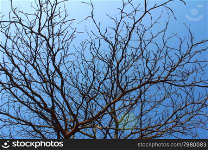 dried branches and sky