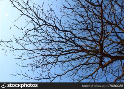 dried branches and sky