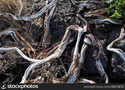 Dried branches over soil in La palma Caldera de Taburiente at Canary islands