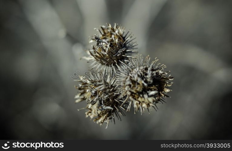 dried burdock photographed close up