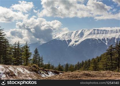 Dried cedar and snowy mountain views in Turkey