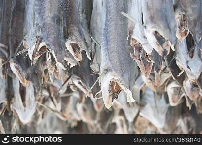 Dried cod stockfish in Loftofen Norway for export to Italy
