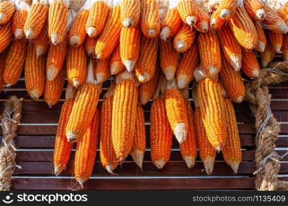 Dried corn cobs hanging over wooden wall to dry out.