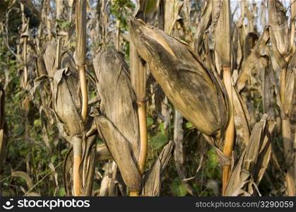 Dried corn stalks