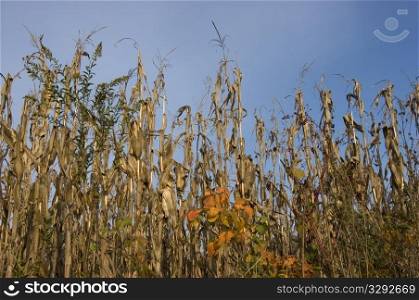 Dried corn stalks