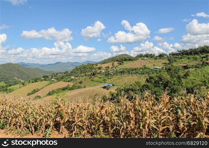 Dried corn terrace field against mountain ranges in hill tribe village, Thailand