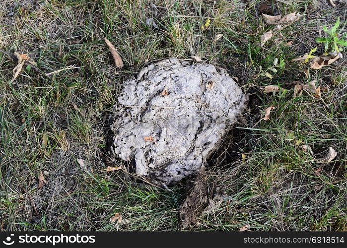 Dried cow dung in the grass. The excrement of livestock.. Dried cow dung in the grass. The excrement of livestock
