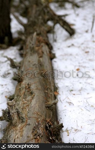 Dried dead trunk falled into a snow winter soil