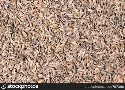 Dried fennel dill seeds as food background texture. Fennel dill seeds as food background