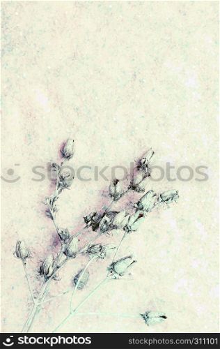 Dried flowers on mottled light pastel background. Space for copy, selective focus.. Light Pastel Floral Background