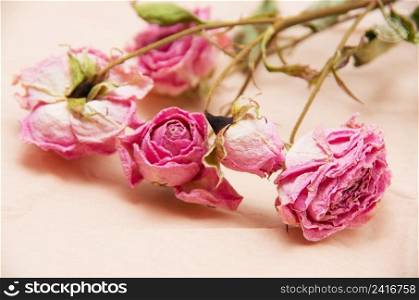 Dried flowers pink roses closeup