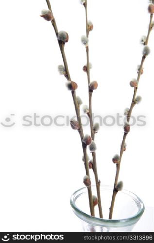 Dried furry pussy willow catkins cover line the branches rising out of a clear glass vase on a white background. Pussy Willow Background