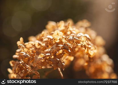 Dried, golden, hydrangea flowers glow in the sunlight of a winter afternoon.. Golden Hydrangea Flowers