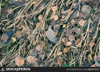 Dried Grass And Leaf Background