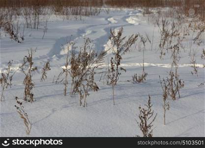 Dried grass on snow covered field in winter. Dried grass on snow covered field in winter.