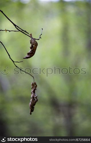 Dried hanging leaves