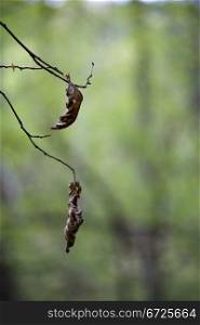 Dried hanging leaves