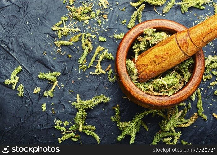 Dried healing plants in a mortar and pestle.Lycopodium in herbal medicine. Lycopodium healing herbs