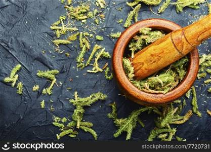 Dried healing plants in a mortar and pestle.Lycopodium in herbal medicine. Lycopodium healing herbs