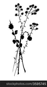 dried herb twigs drawn by black ink