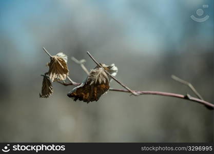 dried leaf photographed close up