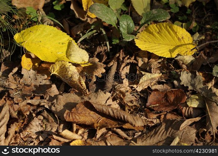 Dried leaves at autumn