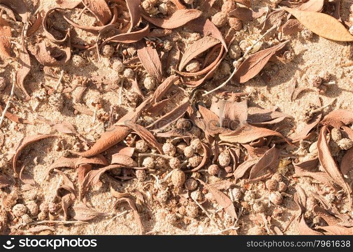 Dried leaves, twigs and seeds in the ground
