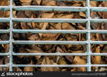 Dried leaves under steel mesh on pavement