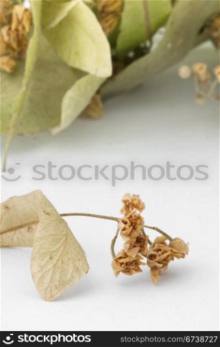 Dried lime blossom and leafs