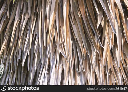 Dried long brown leaves stack abstract background.